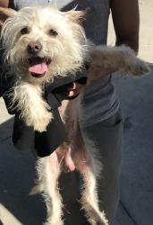 Found/Stray Female Dog last seen Beaty, Whittier, CA 90605