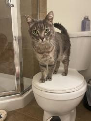 Reunited Male Cat last seen Between 35th and Lancaster , Portland, OR 97219