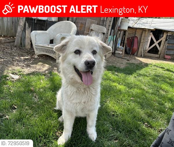 Lost Male Dog last seen Tates creek, Lexington, KY 40515