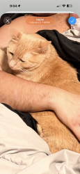 Reunited Male Cat last seen Hamlet ave , Oakdale, MN 55128