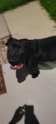 Found/Stray Female Dog last seen Tc jester, Houston, TX 77014