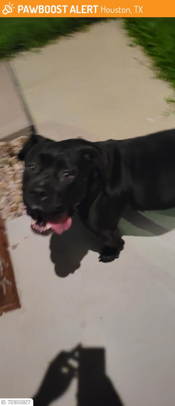 Found/Stray Female Dog last seen Tc jester, Houston, TX 77014