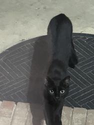 Found/Stray Unknown Cat last seen Everest Baptist church , Clayton, NC 27520