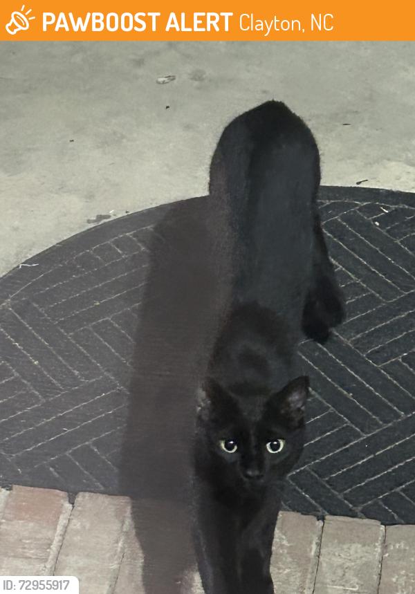 Found/Stray Unknown Cat last seen Everest Baptist church , Clayton, NC 27520