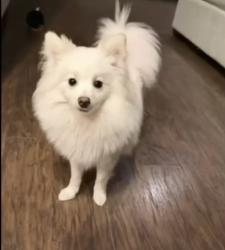 Reunited Female Dog last seen Lake Stevens , Lake Stevens, WA 98258