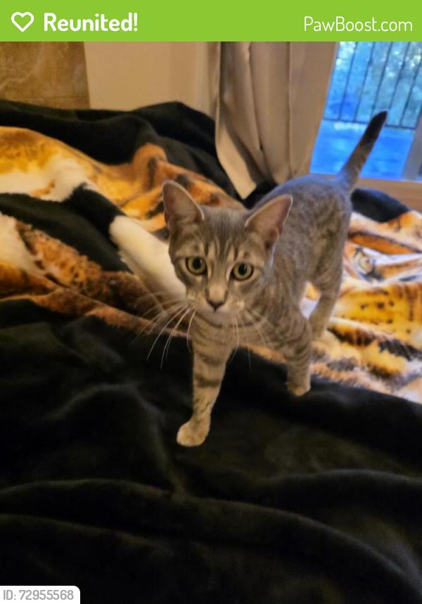 Reunited Female Cat last seen Lake arrowhead ests , Lake Arrowhead, CA 92352