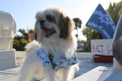 Lost Male Dog last seen 20th ave SE /Desoto blvd , Collier County, FL 34117