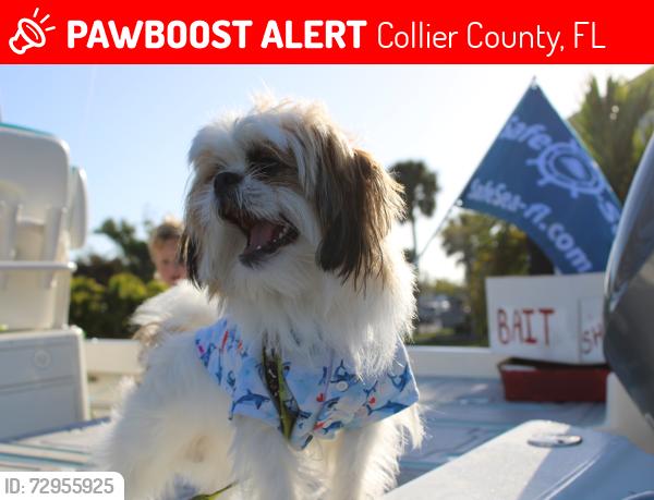Lost Male Dog last seen 20th ave SE /Desoto blvd , Collier County, FL 34117