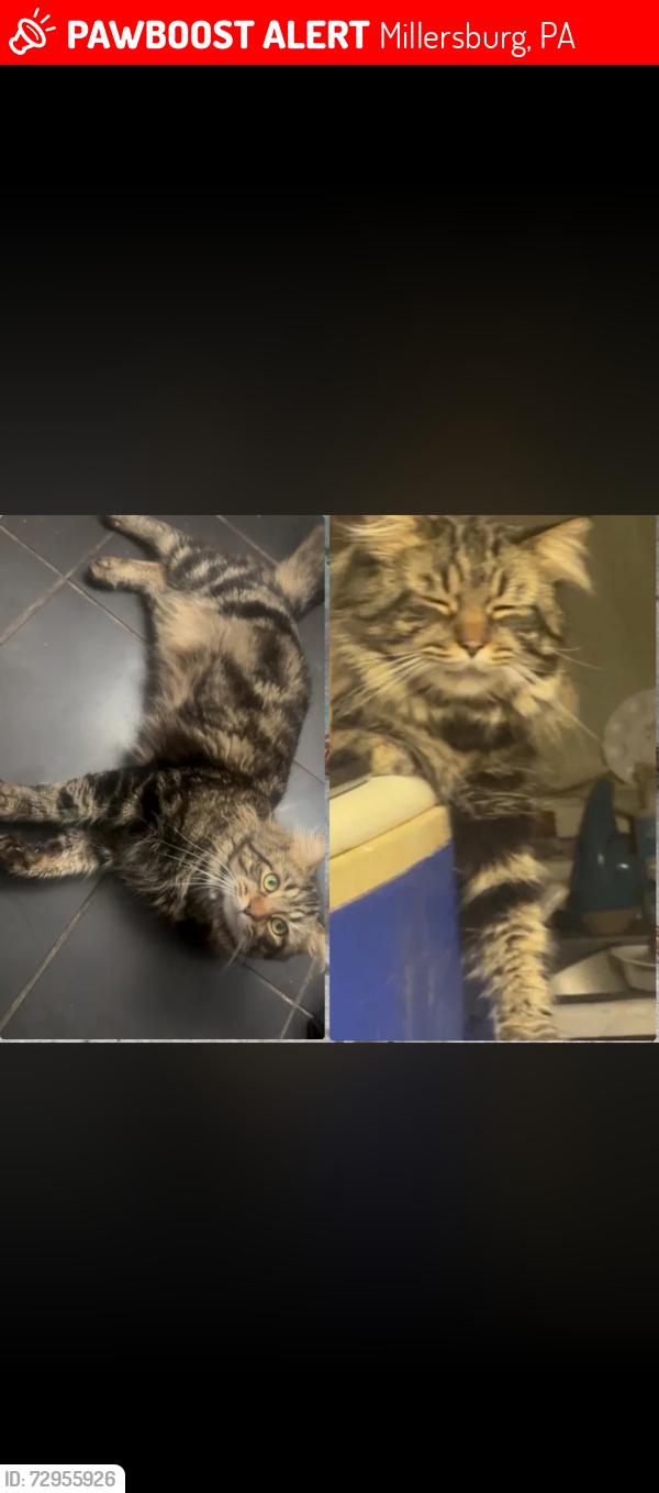 Lost Male Cat last seen Gilbert Street and Blosser Street, Millersburg, PA 17061