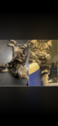 Lost Male Cat last seen Gilbert Street and Blosser Street, Millersburg, PA 17061