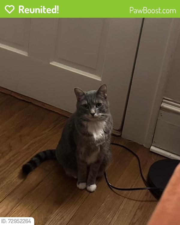 Reunited Male Cat last seen Melrose Drive SW and Victory Drive sW, Atlanta, GA 30310