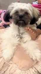 Lost Female Dog last seen Alameda, Vallejo, CA 94590
