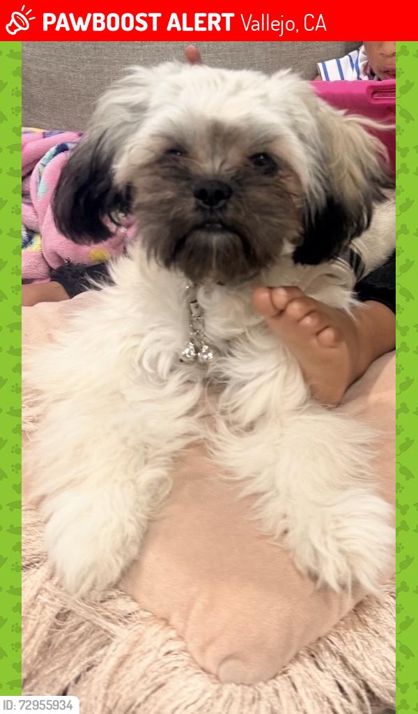 Lost Female Dog last seen Alameda, Vallejo, CA 94590
