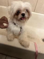 Reunited Male Dog last seen Baywest Neighbors Cir, Orlando, FL 32835, USA, Orlando, FL 32835