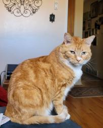 Reunited Male Cat last seen Shoshone and Exposition, Denver, CO 80223