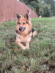 Lost Female Dog last seen Near W Blue Ridge Dr, Greenville, SC 29611