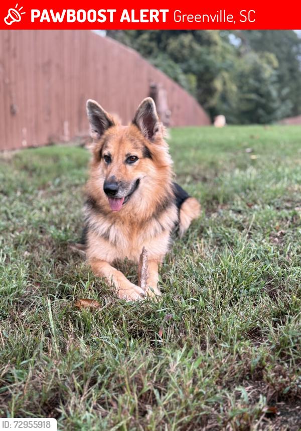 Lost Female Dog last seen Near W Blue Ridge Dr, Greenville, SC 29611