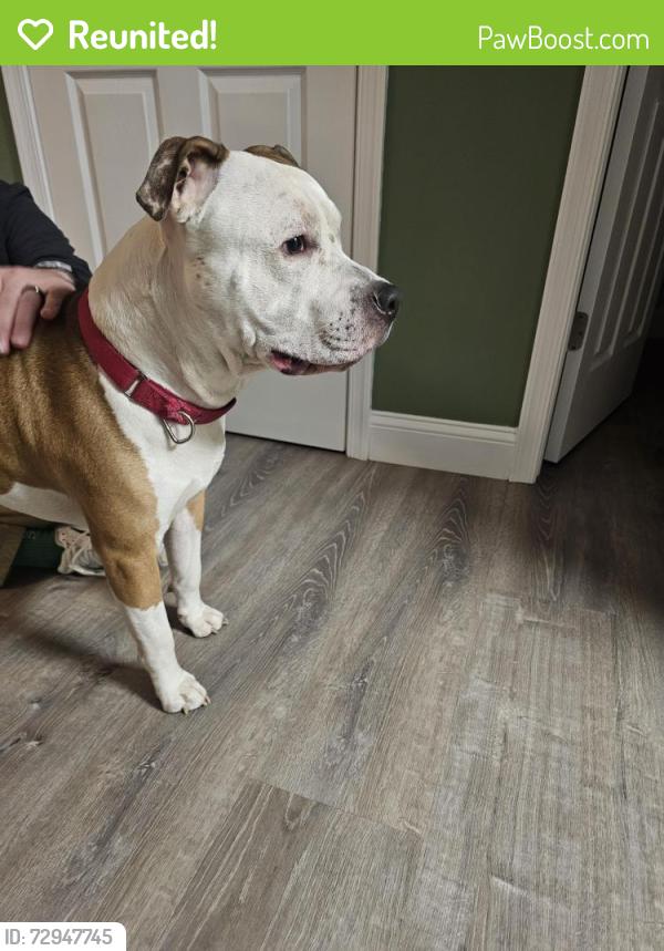 Reunited Male Dog last seen Fenwick ln, Mount Laurel Township, NJ 08054