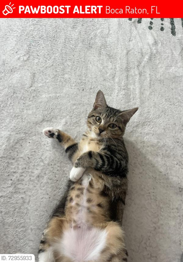 Lost Female Cat last seen Near SW 8th Street , Boca Raton, FL 33486
