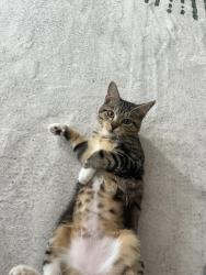 Reunited Female Cat last seen Near SW 8th Street , Boca Raton, FL 33486
