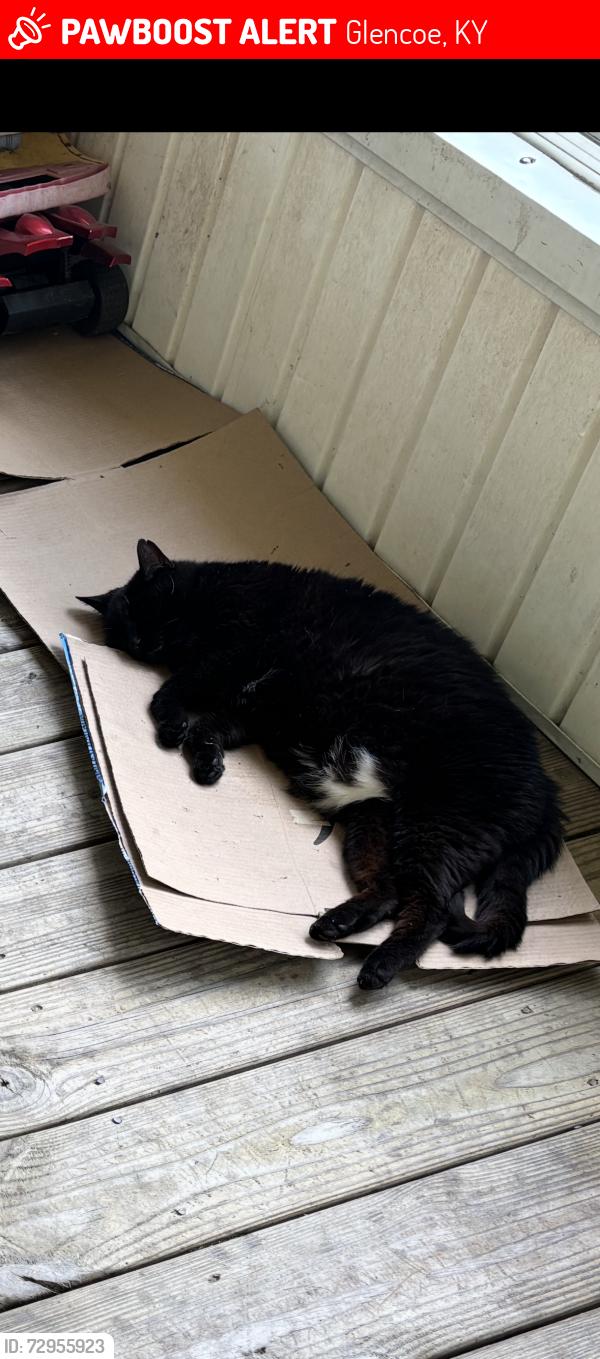Lost Female Cat last seen Willow Pointe , Glencoe, KY 41046