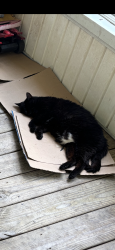 Lost Female Cat last seen Willow Pointe , Glencoe, KY 41046