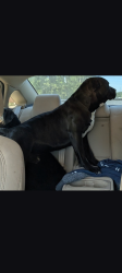 Lost Male Dog last seen Autry Rd and Redman Rd, Rocky Mount, NC 27803