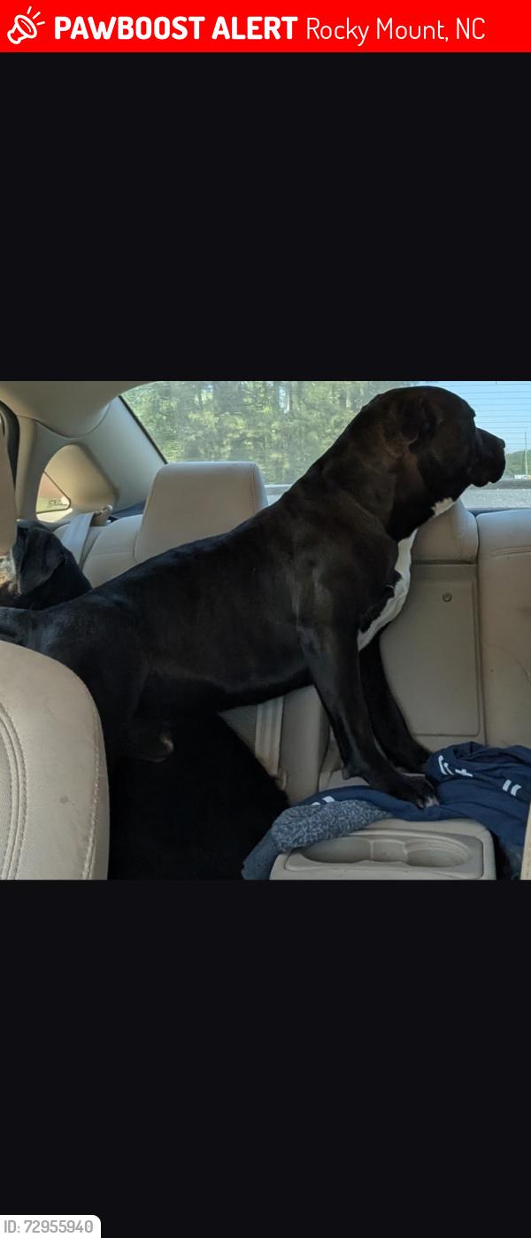 Lost Male Dog last seen Autry Rd and Redman Rd, Rocky Mount, NC 27803