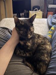 Reunited Female Cat last seen Neighborhoods around Arbor Grove apmts stafford va, Stafford, VA 22554