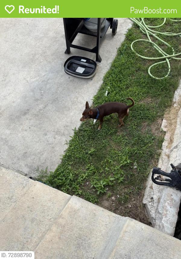 Reunited Male Dog last seen Near and still sunflower , Bastrop County, TX 78621