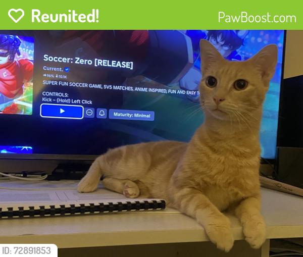 Reunited Male Cat last seen Blacktown train tracks, westpoint, sunnyholt rd, Blacktown, NSW 2148