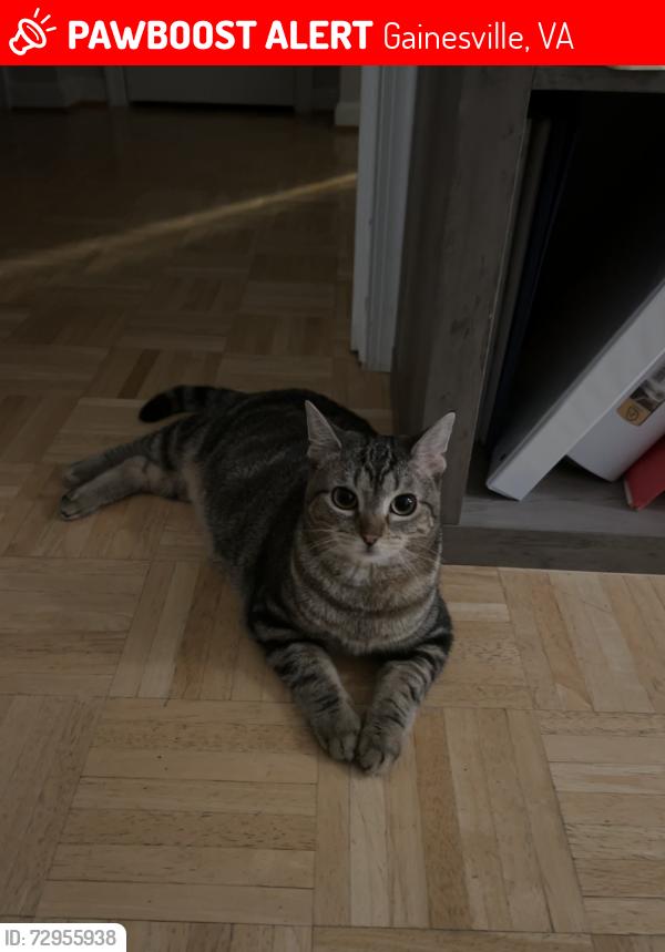 Lost Female Cat last seen Near shady hollow lane, Gainesville, VA 20155