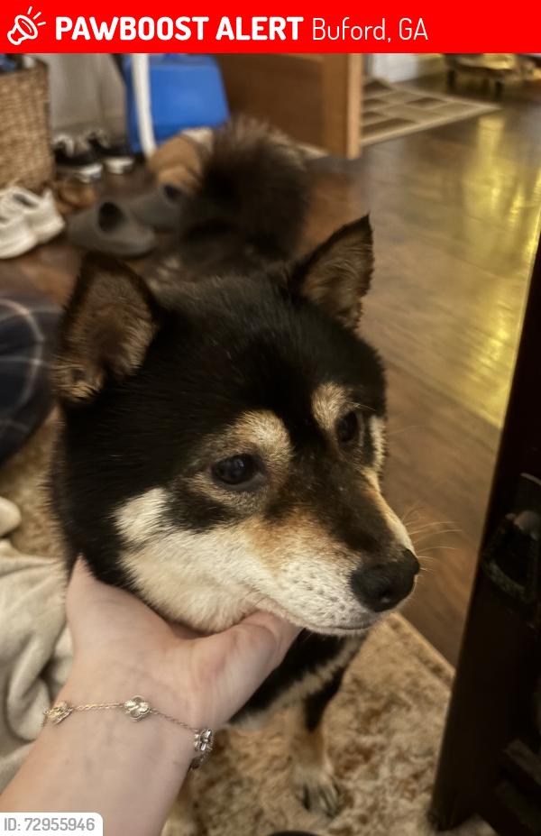 Lost Female Dog last seen Woodward crossing blvd, Buford, GA 30519