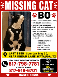Lost Male Cat last seen Dream lane and skylark, Watauga, TX 76148