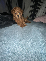 Reunited Male Dog last seen Near Towers St, Torrance, CA 90503, USA, Torrance, CA 90503
