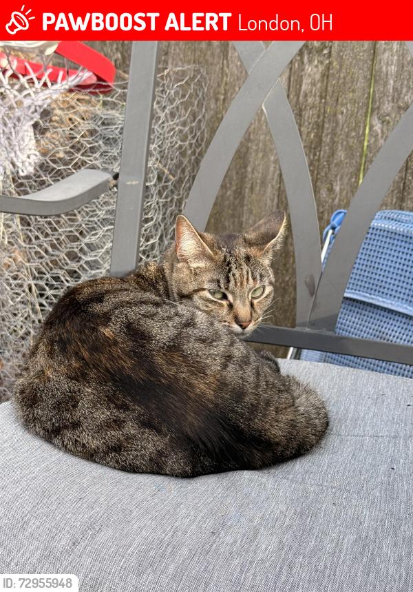 Lost Female Cat last seen Park Ave in London, Ohio, London, OH 43140