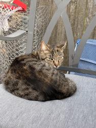 Lost Female Cat last seen Park Ave in London, Ohio, London, OH 43140