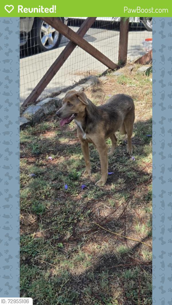 Reunited Female Dog last seen San Miguel & Buena Vista Ave, Lemon Grove, CA 91945, USA, Lemon Grove, CA 91945