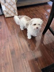 Reunited Female Dog last seen La Sierra, Riverside, CA 92505