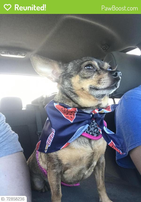 Reunited Female Dog last seen 35th Ave and Glendale, Phoenix, AZ 85017