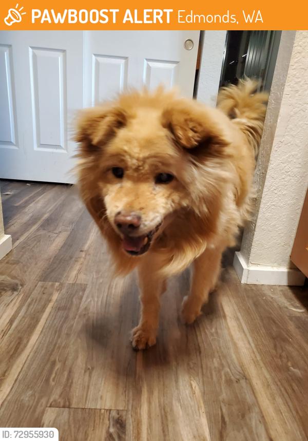 Found/Stray Male Dog last seen Highway 99 and 236th SW St, Edmonds, WA 98026