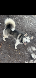 Lost Male Dog last seen South broadway by kwick trip area , Rochester, MN 55904