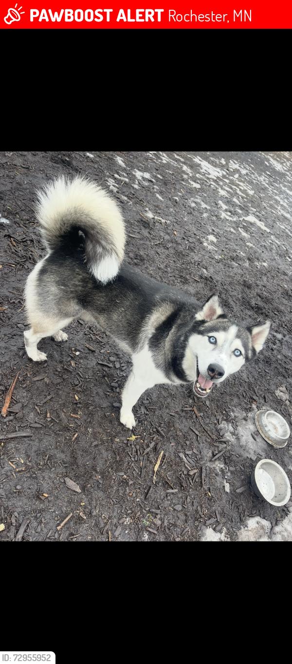 Lost Male Dog last seen South broadway by kwick trip area , Rochester, MN 55904
