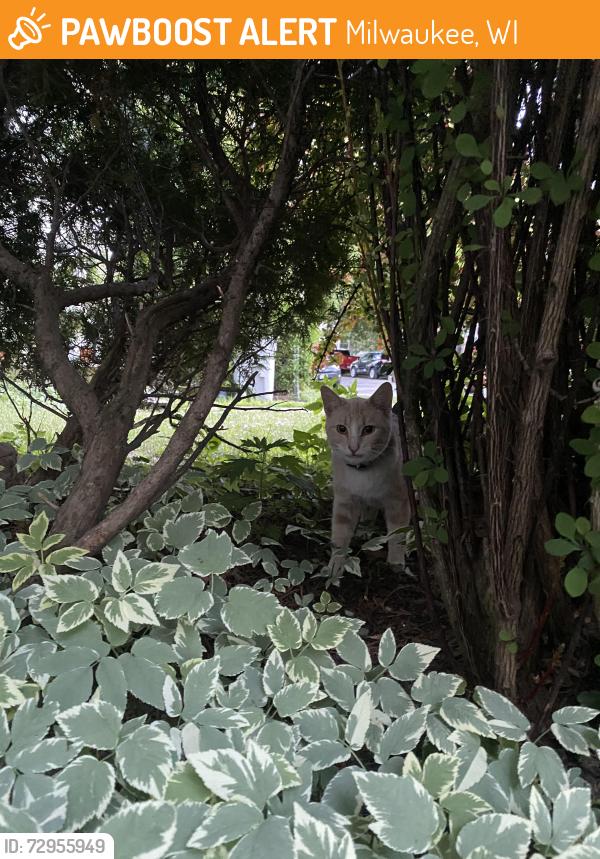 Found/Stray Unknown Cat last seen Kadish park, Milwaukee, WI 53212