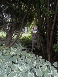 Found/Stray Unknown Cat last seen Kadish park, Milwaukee, WI 53212