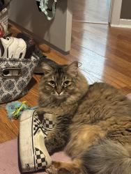 Lost Female Cat last seen Little star drive and windy butte way, Las Vegas, NV 89156