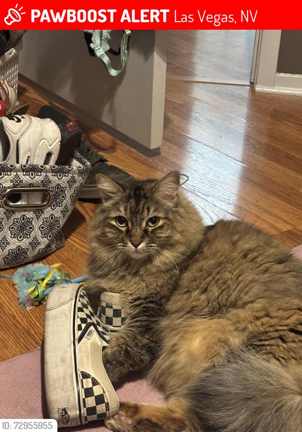 Lost Female Cat last seen Little star drive and windy butte way, Las Vegas, NV 89156