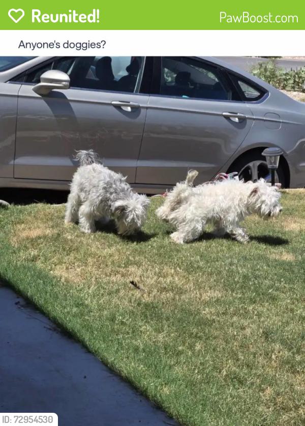 Reunited Male Dog last seen Devils tower , El Paso, TX 79904