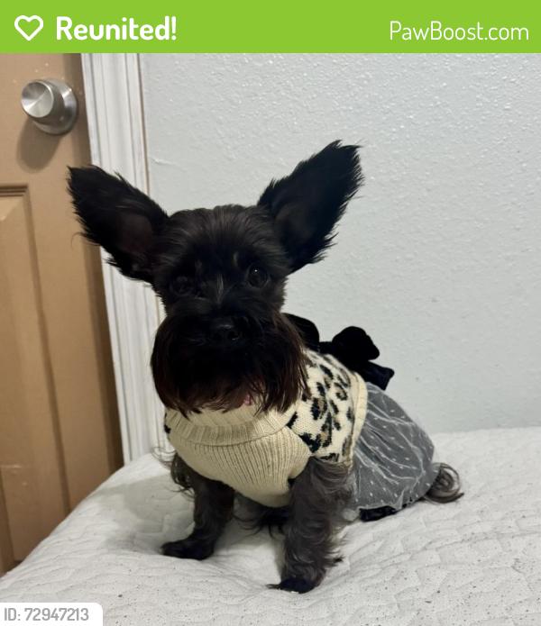Reunited Female Dog last seen Near las brisas blvd, Brownsville, TX 78520