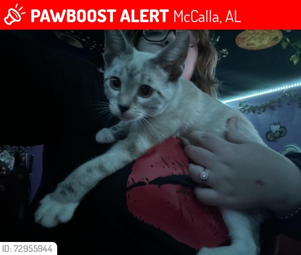 Lost Female Cat last seen Tannehill state park , McCalla, AL 35111